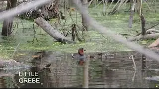 MARINA MARSH BIRDS