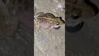 Indian cricket frog or Asian grass frog.#naturesounds #nature #naturelovers