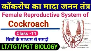 female reproductive system of cockroach | cockroach ka mada janan tantra | lt bio, tgt biology class