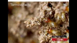🛑 Think Termites Aren&rsquo;t a Problem? - OCG Pest Control