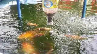 AQUAPONICS IN PHILIPPINES On Demand Fish Feeder