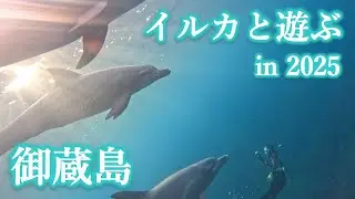 御蔵島ドルフィンスイム Mikurajima Dolphin swimming in 2025