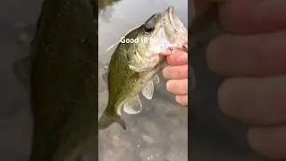 Wacky rig never disappoints