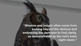 Insights from the Owl s Wisdom