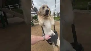Golden Retriever in Swing