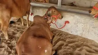 👍100% राजस्थान के इस फार्म मे मिलेगी आपके बजट की गिर गाय कॉल 9530098500 #pashupalan #gircowfarm #gir