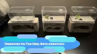 Unboxing #2: Tar Heel Ants Unboxing And Review