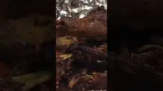 Best possum ever! #Cajun #baked #resources #trap #clean #cook