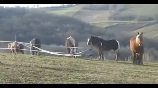 Diego hele kudde dag 7