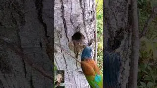 this Bird are make Nest#viral #shorts