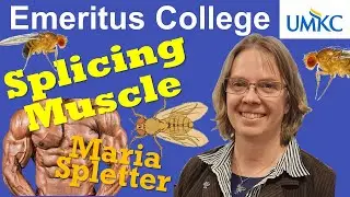 Building Muscle One Splice at a Time
