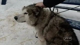 Sled Dog Adventure with Insta360 X3