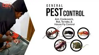 Professional general pest control treatment to protect your home and workplace from unwanted pests.