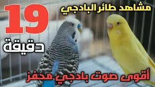 تحفيز البادجي على التزاوج 😍 19 دقيقة من أصوات البادجي المحفزة 🦜