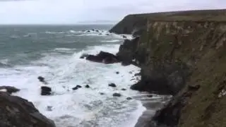 Seals at Godrevy Head