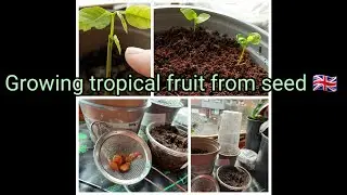 Growing Tropical Fruit From seed  🇬🇧  🌴