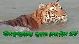 Some wild animals of Sundarban (W. B)#tiger #bengaltiger #sundarban