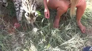 serval feeding
