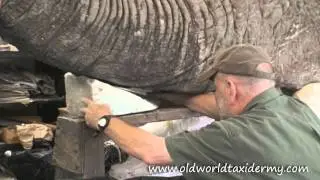 Elephant, Old World Taxidermy Studio. Slon, wypychanie slonia