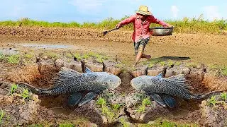 National TV  -   Amazing Mud fishing Under ground Hole catch a lots Fishes  at Field by a Fisher man