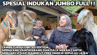 SPIL HARGA DAN KUALITAS‼️SPESIAL INDUKAN JUMBO JUMBO‼️