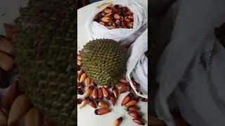 PINH&Atilde;O UMA IGUARIA DE SABOR &Uacute;NICO - COMO &Eacute; ENCONTRADO NA NATUREZA
