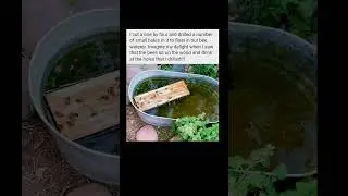 bee-friendly diy waterer success | Subscribe for more #motivation 😊👍