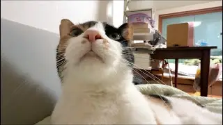 (6초) 뽕주둥이 고양이가 마구 비비적대줍니다.