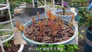 我用一种新的方法让铁线莲一年开四次花，以及修根后球菊的现状I used a new method to make the iron wire lotus bloom four times a year