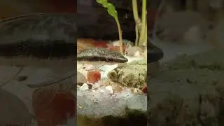 Otocinclus #aquarium #nanoaquarium #nanotank #algaeeater #otocinclus #catfish #cute