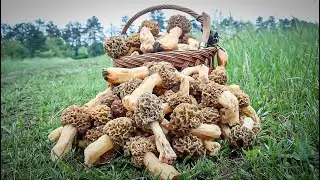 Dzinovski smrcci Branje Gljiva / Morel Mushrooms Hunting