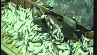 Rubin Tikka Footage of Commercial Fishing in Clam Gulch Alaska 1958