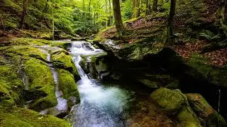 1 Hour Relaxing Bird Sounds with Flowing Stream | Nature Sounds for Sleep & Relaxation 