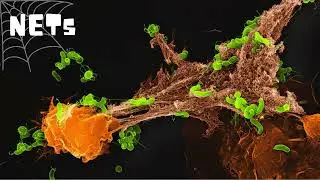 PAMPs - How Your Body Fights Infections!
