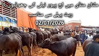 پیور نیلی کی جھوٹیاں بہت ہی خوبصورت اور مناسب قیمت میں #viral #buffalo #foryou #punjabimundapunjabi1