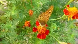 Бабочка Перламутровка Аглая пъёт нектар / Beautiful butterfly Argynnis aglaja