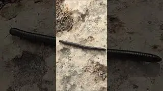 רב רגל  Millipede
