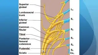 Peripheral Nervous  System Part 2
