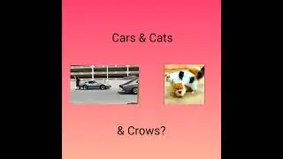 Time to feed the crows while the cats take attack positions!
