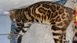 Cara Memandikan Kucing Bengal Agar Nyaman & Tidak Stres