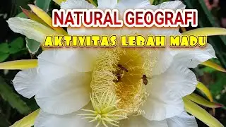 LEBAH MENCARI MADU Di Buanga Buah Naga