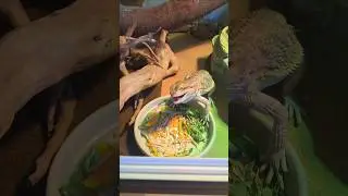 #shrots #pets #reptiles #pogona #trending #viralshort #cute #fyp #petsfofinhos #animals