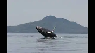 Some humpback shenanigans!