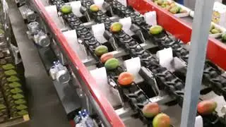 AWETA | Mango sorting machine