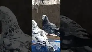 #kbooter #viral #video #tarnding #reel 🥰🥰🥰#sortsvideo kbooter bazi