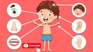 Parts of the body|| match body parts || basic activity for kids|| preschool activity for kids.