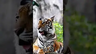 Lion VS Tiger