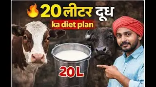 High Milk Yield के लिए Balanced Diet Planning | Cow & Buffalo