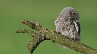 LA CIVETTA E IL PULLO