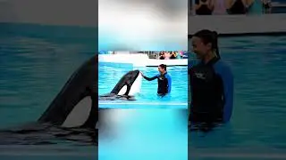 Dolphin show in Dubai #dolphin #dolphinshow #jessica #orcaperformance